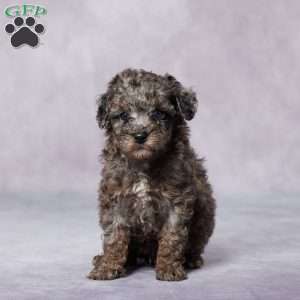 Ron, Toy Poodle Puppy